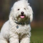 The Coton de Tulear gets its name from the French word cotton. 