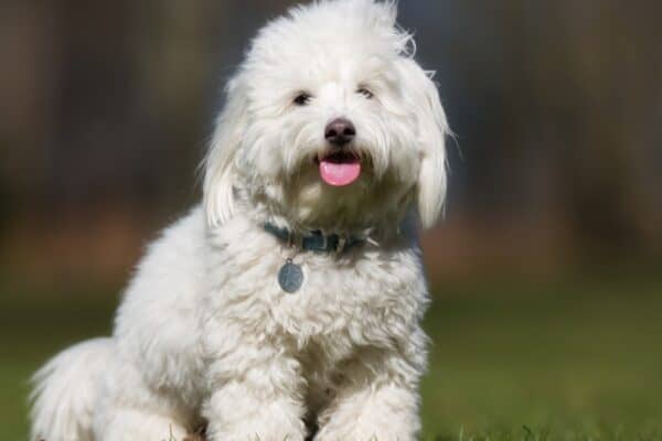 The Coton de Tulear gets its name from the French word cotton. 
