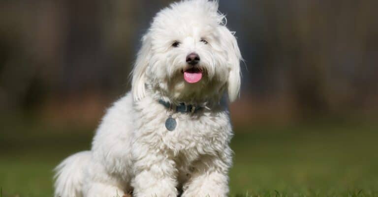 Coton de Tulear with tongue out on blurred background