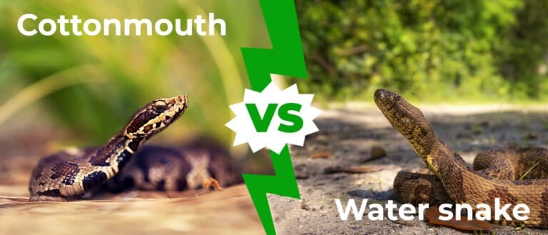 Cottonmouth vs Water Snake 1050x450