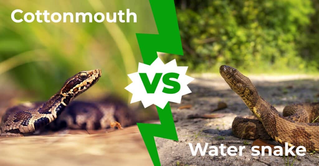 Cottonmouth vs Water Snake 1200x627