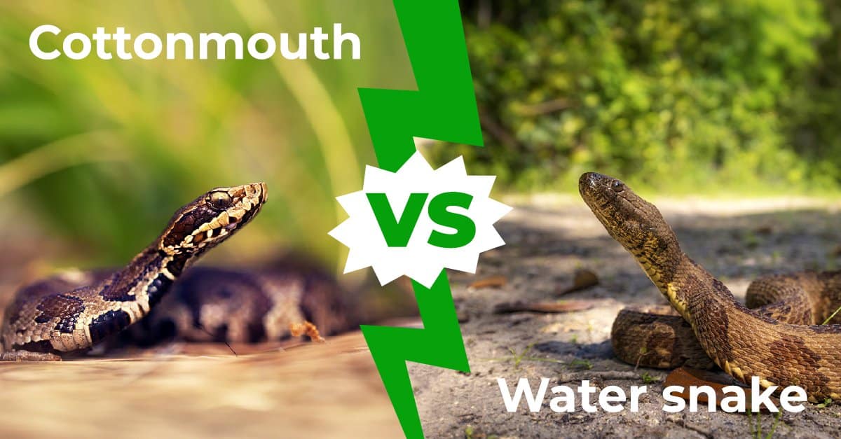 1200px x 627px - Cottonmouth vs. Water Snakes: The Main Differences - AZ Animals