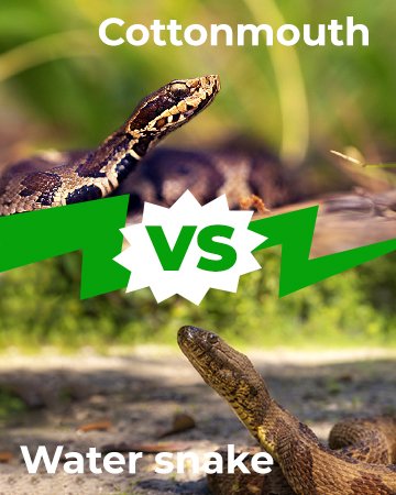 Cottonmouth vs Water Snake 360x450