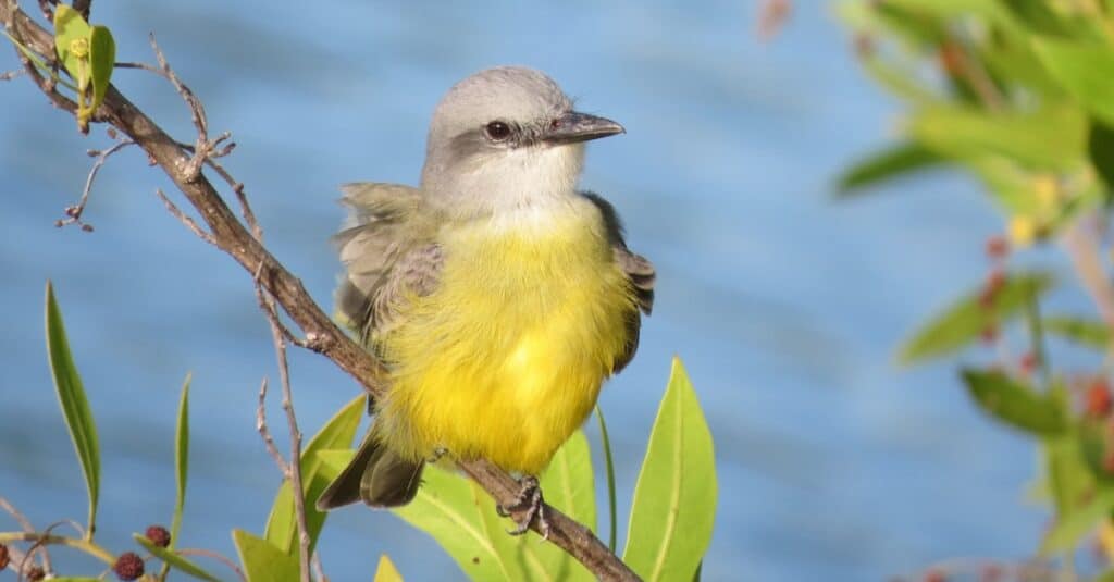 Birds with yellow chests: Couch's Kingbird