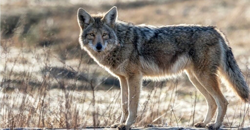 Coyote Mating Season and Habits: What You Need to Know - A-Z Animals