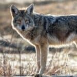 Opportunistic coyotes will take advantage of pet food, garbage, and other food left out by humans, especially in urban environments.