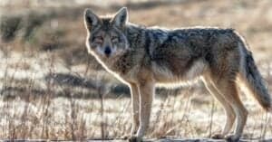 Pet Coyotes: Do Not Try This! Here’s Why Picture
