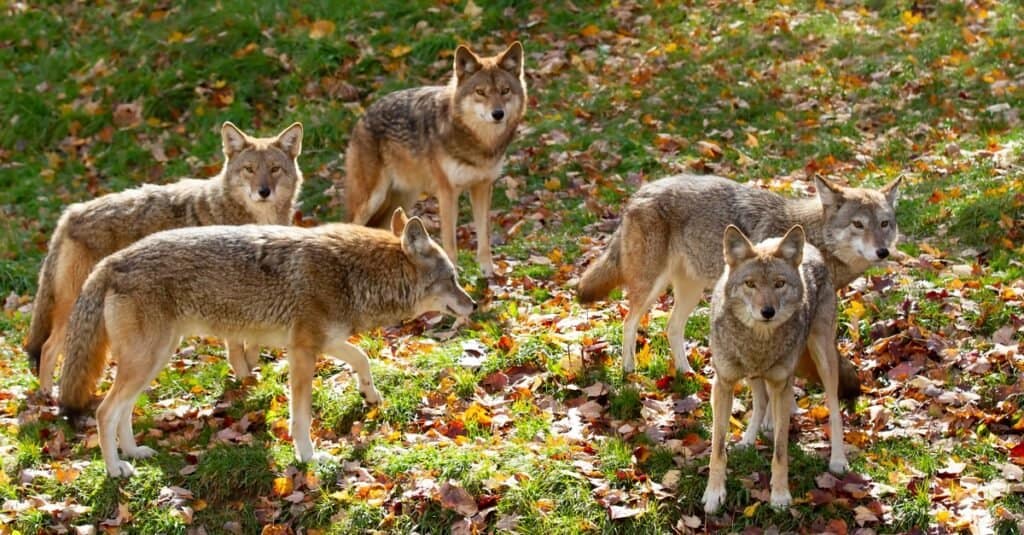 Do coyotes hunt in packs?