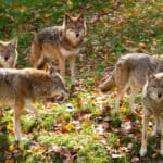 Coyote pack (Canis latrans) standing in a grassy green field in the golden light of autumn in Canada.