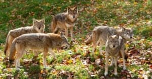 Coyote Mating Season and Habits: What You Need to Know Picture