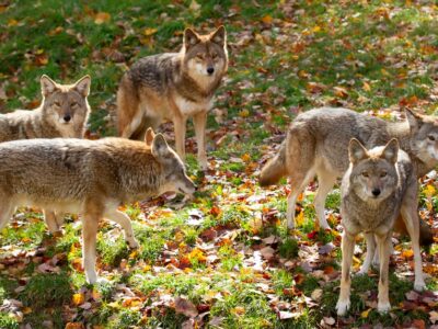 A Coyote Mating Season and Habits: What You Need to Know
