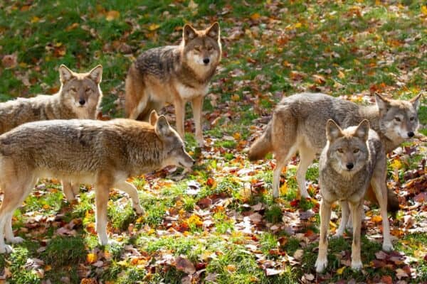 Coyote pack (Canis latrans) standing in a grassy green field in the golden light of autumn in Canada.