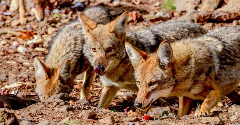 Do coyotes hunt in packs?