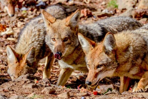 Coyotes will sometimes hunt in packs.