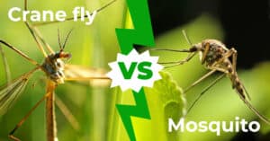 Crane Fly vs Mosquito: 6 Key Differences Explained Picture