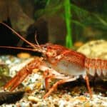 A crayfish in an aquarium.  Crayfish are decomposers as well as a detritivores. 