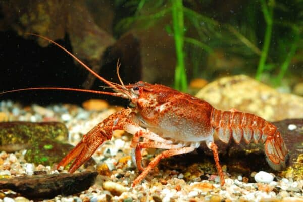 A crayfish in an aquarium.  Crayfish are decomposers as well as a detritivores. 