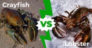 Раки и омары: объяснение 5 ключевых различий