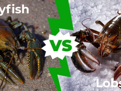 A Crayfish vs Lobster: 5 Key Differences Explained
