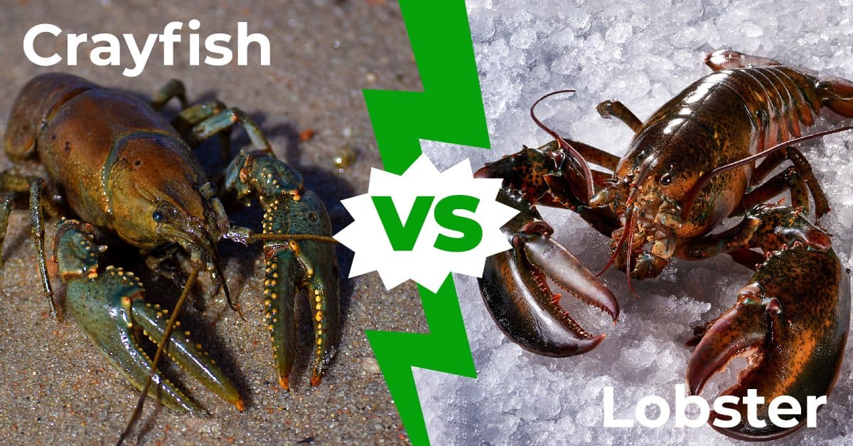 Crayfish vs Lobster 1200x627