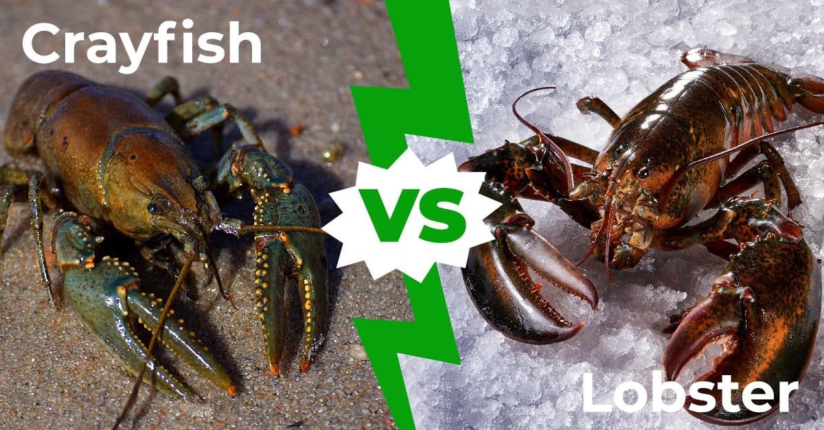 The Difference Between Lobster And Crawfish