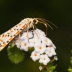 The Crimson speckled moth is also called the Crimson-Speckled Flunkey. 