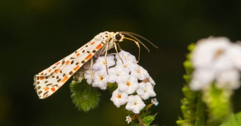 Crimson Speckled Moth on small, white flowers