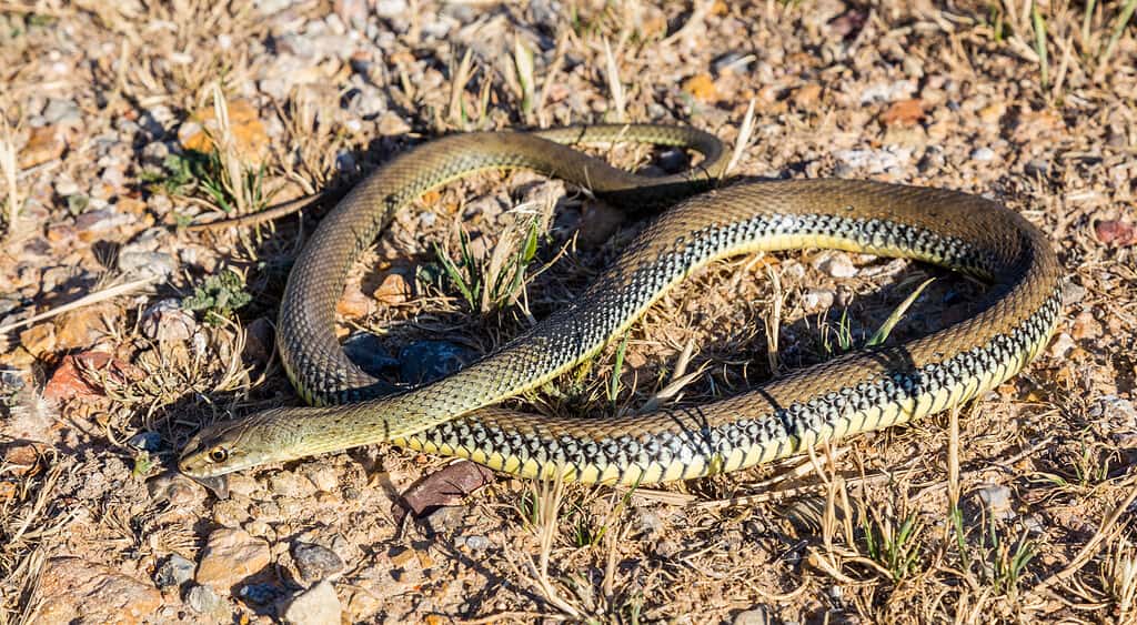 Montpellier snake (Malpolon monspessulanus)