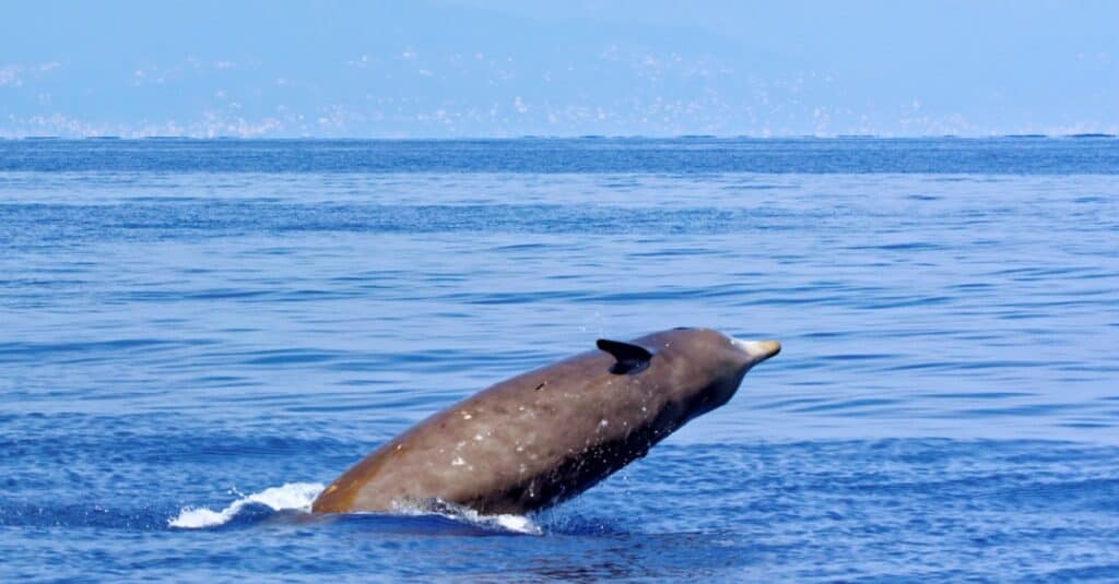 Cuviers beaked whale partially out of the water