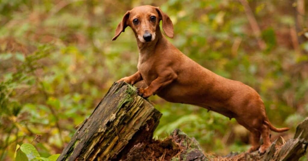 Dachshund stretched out on a log