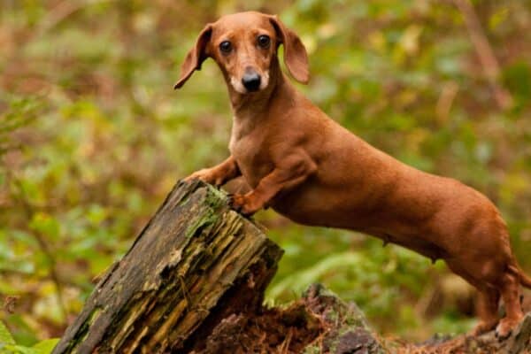 The Dachshund is also known as the wiener dog. 