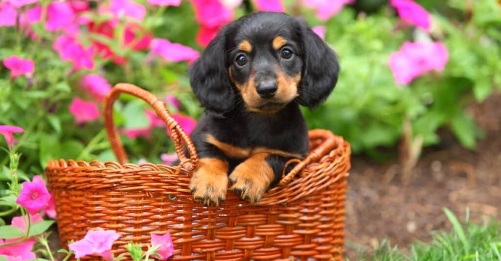 Dachshund puppy in a basket