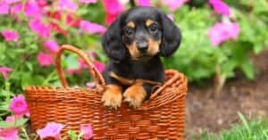 Dachshund Lifespan: How Long Do Dachshunds Live? Picture