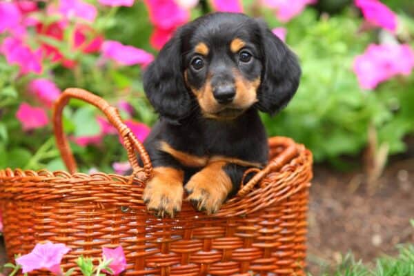 Pure black Dachshunds are a rarity and can cost as much as $4,000.