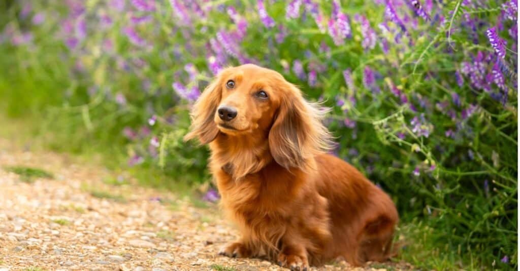 Dachshund sitting in front of purple flowers