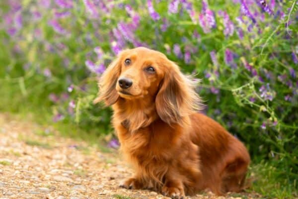 Dachshund sitting in front of purple flowers