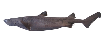 Kitefin shark (Dalatias licha)
