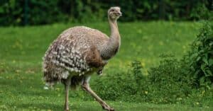 Rhea vs Emu: What Are 8 Key Differences? Picture