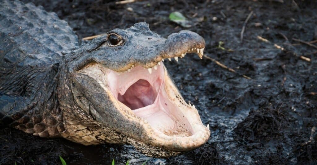 crocodile vs alligator fight video