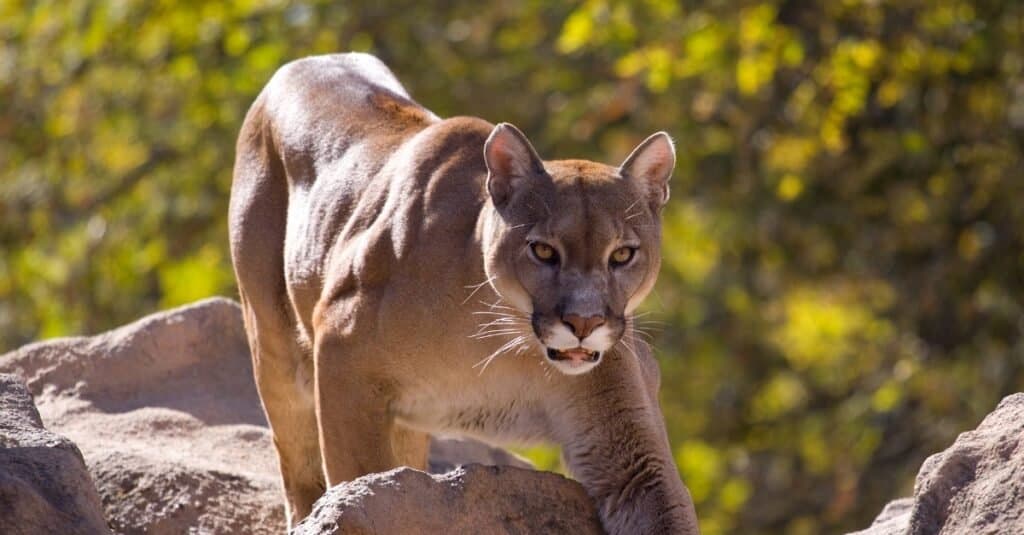 The largest mountain lion ever killed weighed in at 276 pounds.