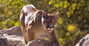 10 Incredible Puma Facts Picture