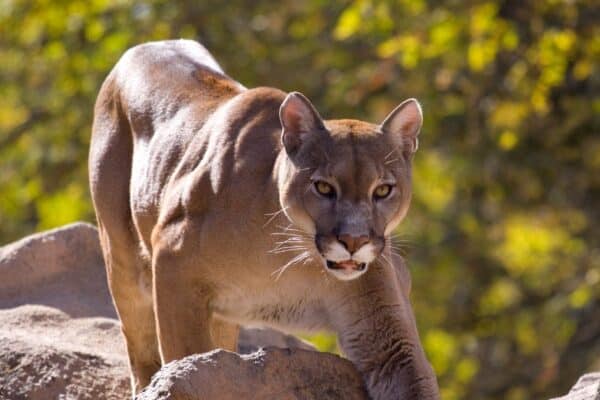 Cougars are large cats, and although not usually aggressive, have been involved in attacks on humans as well as causing death.