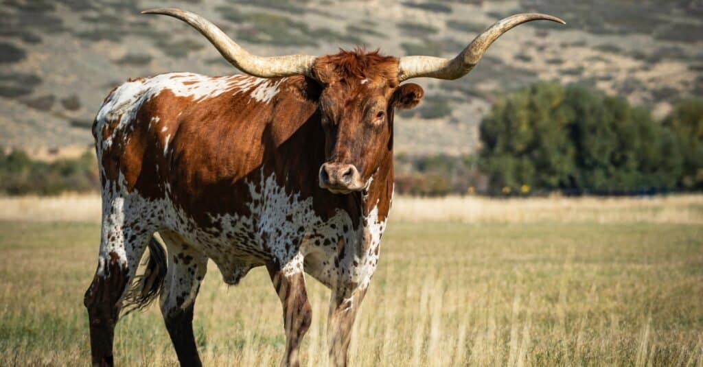 Ox vs Bull: What’s the Difference? - A-Z Animals