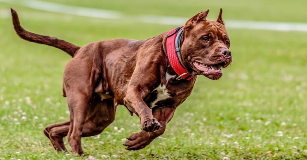 NOT DANGEROUS! THE AMERICAN BULLY DOG 