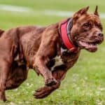 American Pit Bull Terrier running a field. Fear aggression is a major reason why dogs attack their owners. If your dog has a bad history or has been beaten and mistreated before, then they feel threatened and become defensive.