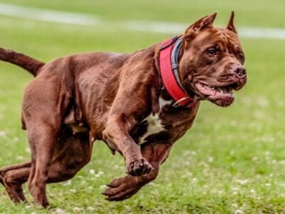 A The 10 Most Dangerous Dog Breeds in 2022