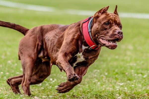 American Pit Bull Terrier running a field. Fear aggression is a major reason why dogs attack their owners. If your dog has a bad history or has been beaten and mistreated before, then they feel threatened and become defensive.