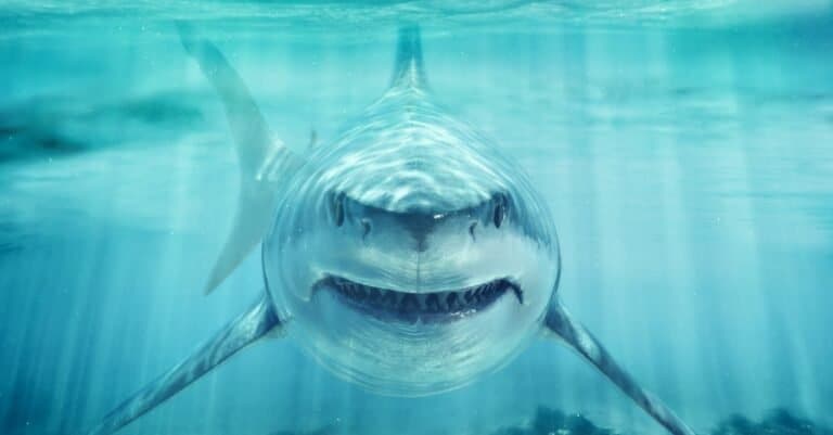 Deadliest Animals in America