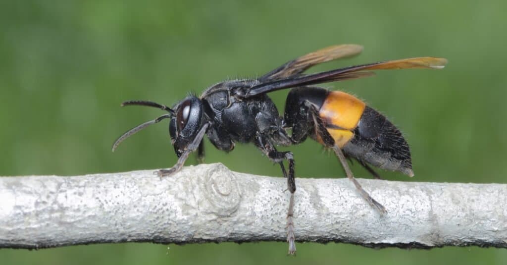 The largest hornet ever recorded is the Asian giant hornet