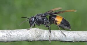 Watch Hundreds of Bee Avenge Their Friend’s Death and Maul a Murderous Hornet photo